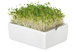 Microgreens Bio-Saatpad