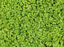 Microgreens Bio-Saatpad
