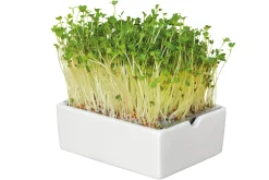 Microgreens Bio-Saatpad