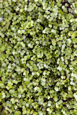Microgreens Bio-Saatpad