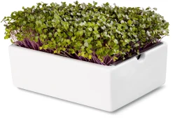 Microgreens Bio-Saatpad
