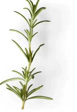 Nachfüller zu Naturseife Soeder