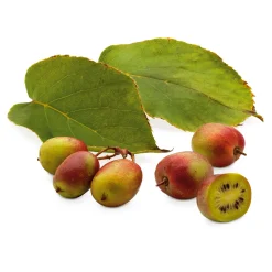 Obstgehölz 'Bayern-Kiwi' (1 Paar)
