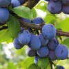 Obstgehölz 'Bühler Frühzwetsche'