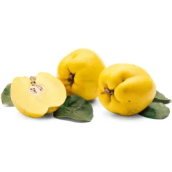 Obstgehölz 'Konstantinopeler Apfelquitte'