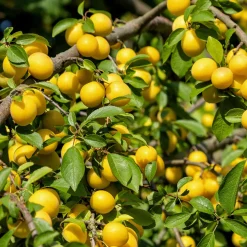 Obstgehölz 'Mirabelle von Metz'