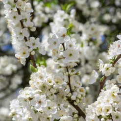 Obstgehölz 'Mirabelle von Metz'