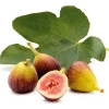 Obstgehölz 'Pfälzer Fruchtfeige'