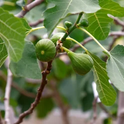 Obstgehölz 'Pfälzer Fruchtfeige'