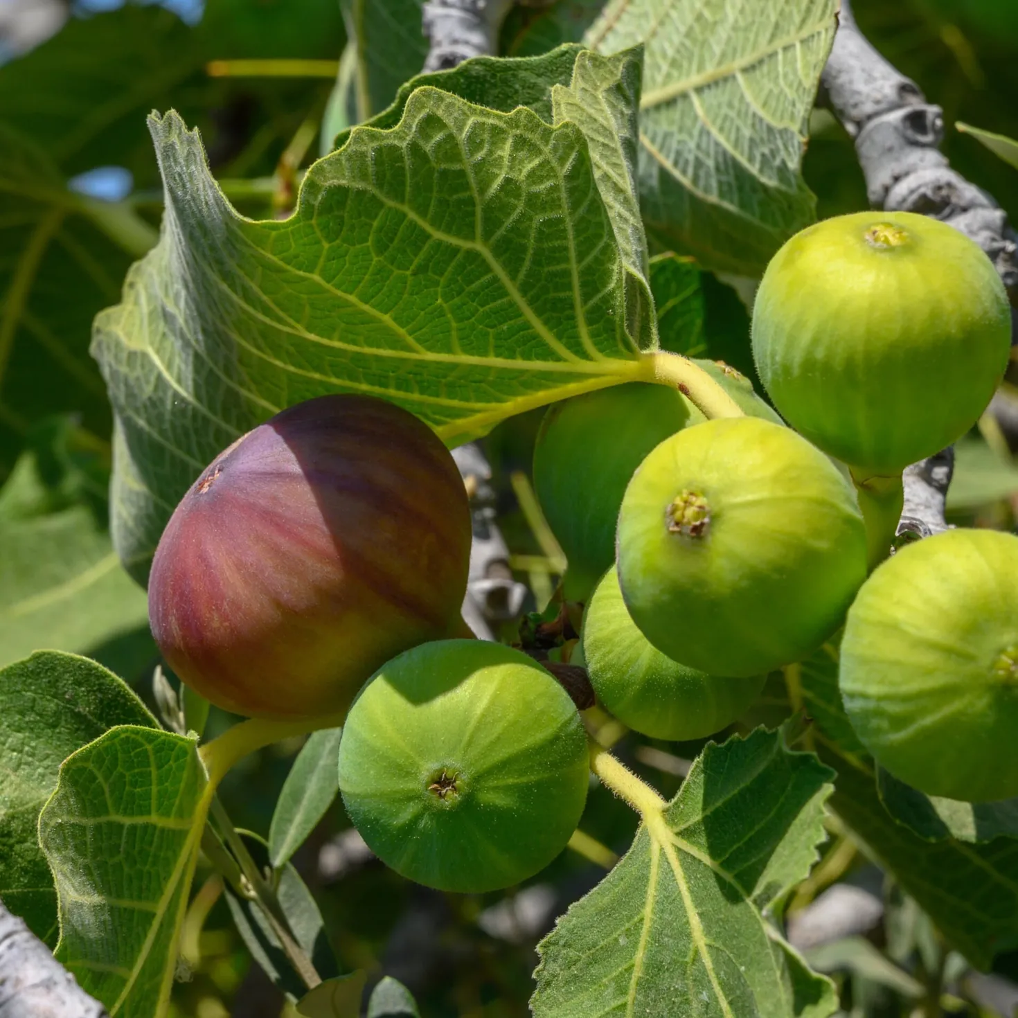 Obstgehölz 'Pfälzer Fruchtfeige'