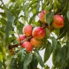 Obstgehölz Zwergnektarine 'Redgold'