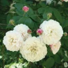 Ramblerrose ’Félicité et Perpétue‘