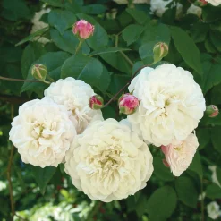 Ramblerrose ’Félicité et Perpétue‘