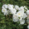 Ramblerrose 'Guirlande d`Amour®'