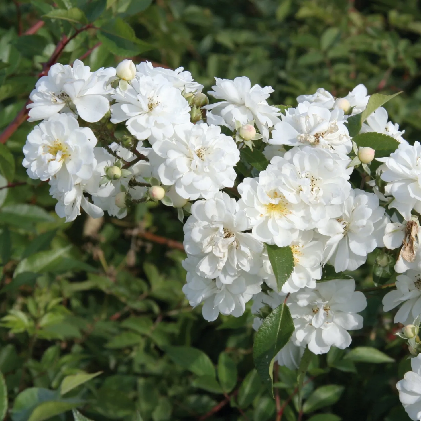 Ramblerrose 'Guirlande d`Amour®'