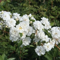 Ramblerrose 'Guirlande d`Amour®'