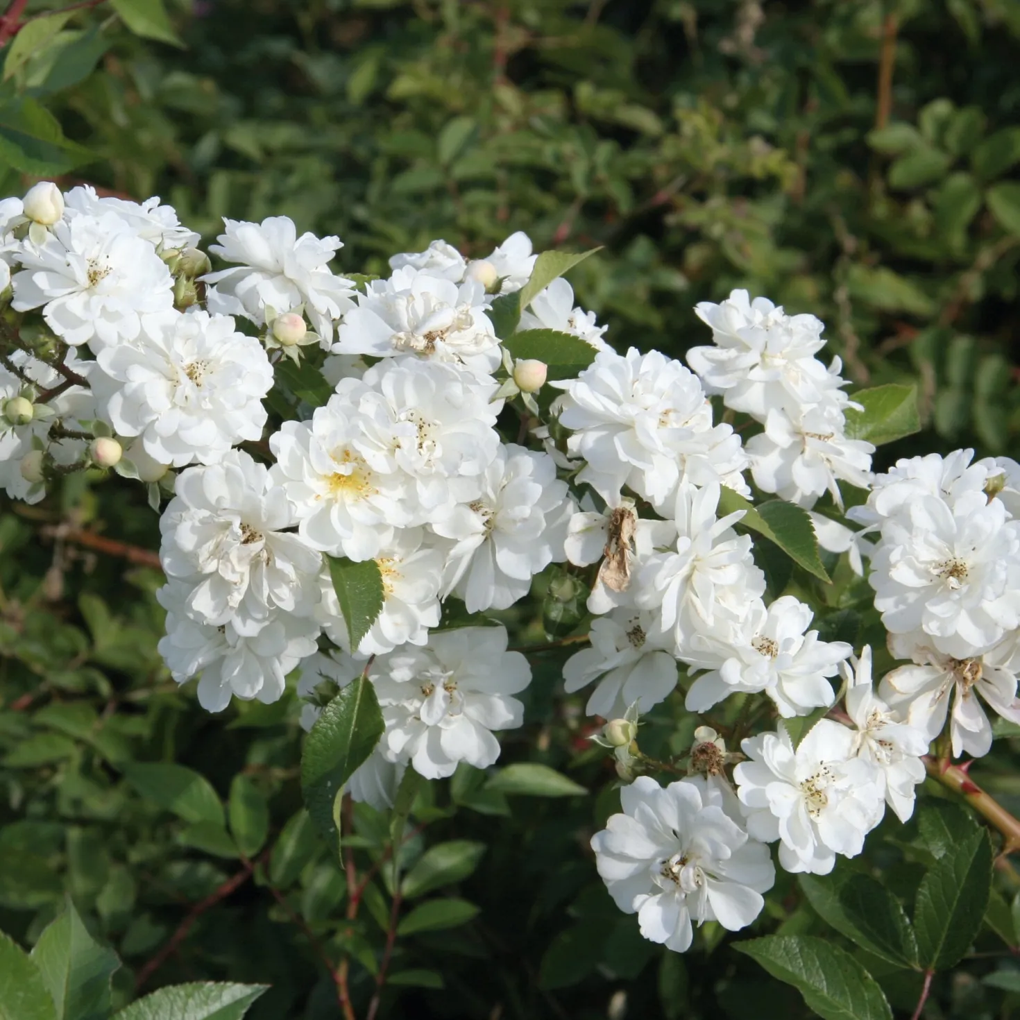 Ramblerrose 'Guirlande d`Amour®'