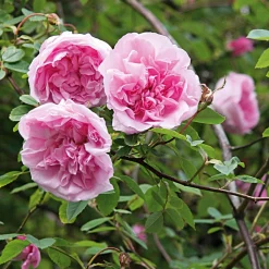 Ramblerrose 'Mme Sancy de Parabère'