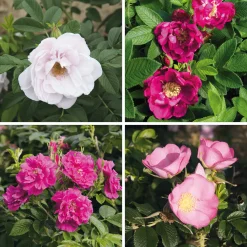 Rosenhecke Friesenwall