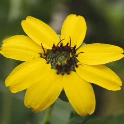 Saatgut Gemüse und Blumen für Kinder