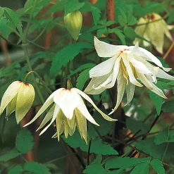 Sibirische Alpenwaldrebe 'Albina Plena'