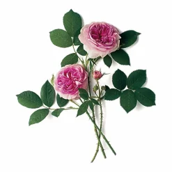 Strauchrose 'Königin von Dänemark'