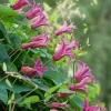 Texaswaldrebe 'Princess of Wales'