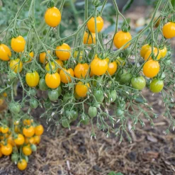 Tomatensaatgut Bewährte Land- und Haussorten