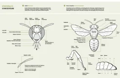 Wildbienenhelfer