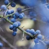 Wildkräuter im Herbst und Winter