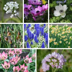 Zwiebelblumen für Blumensträuße