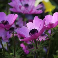 Zwiebelblumen für Blumensträuße